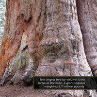 Trees! A My Incredible World Picture Book for Children