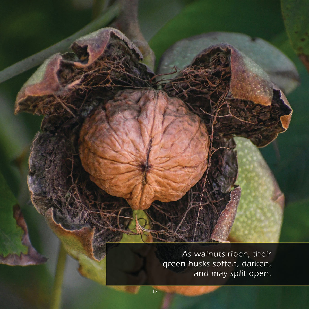 Walnuts! Classroom 10-Pack
