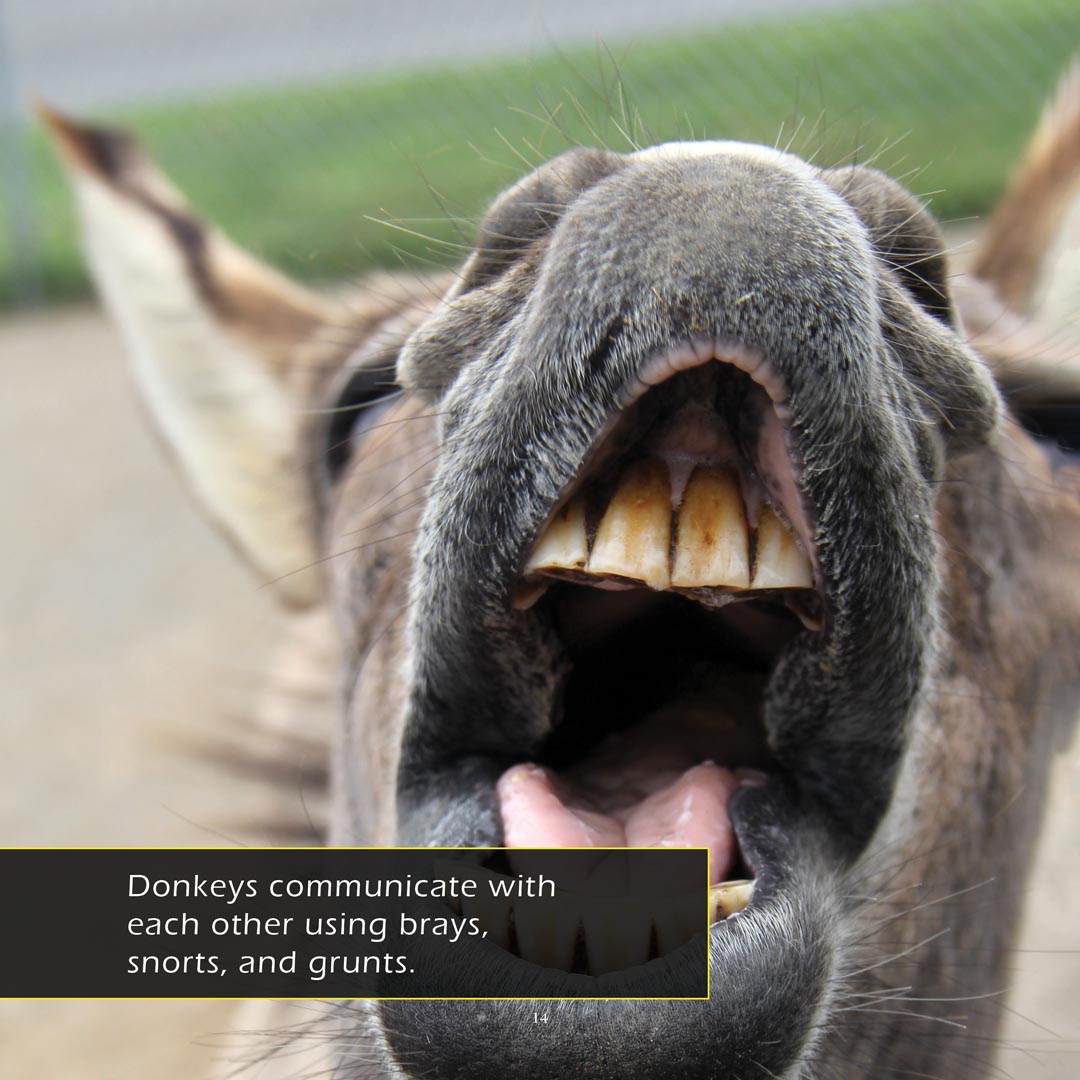 Donkeys! A My Incredible World Picture Book for Children