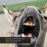 Donkeys! A My Incredible World Picture Book for Children