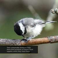 Black-Capped Chickadees Classroom 10-Pack