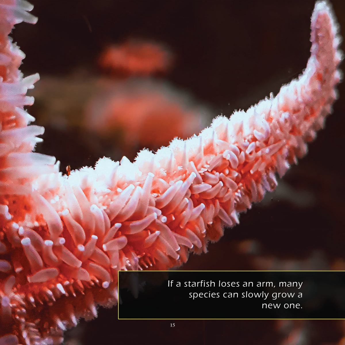 Starfish! A My Incredible World Picture Book for Children