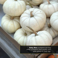 Mini Pumpkins! A My Incredible World Picture Book for Children