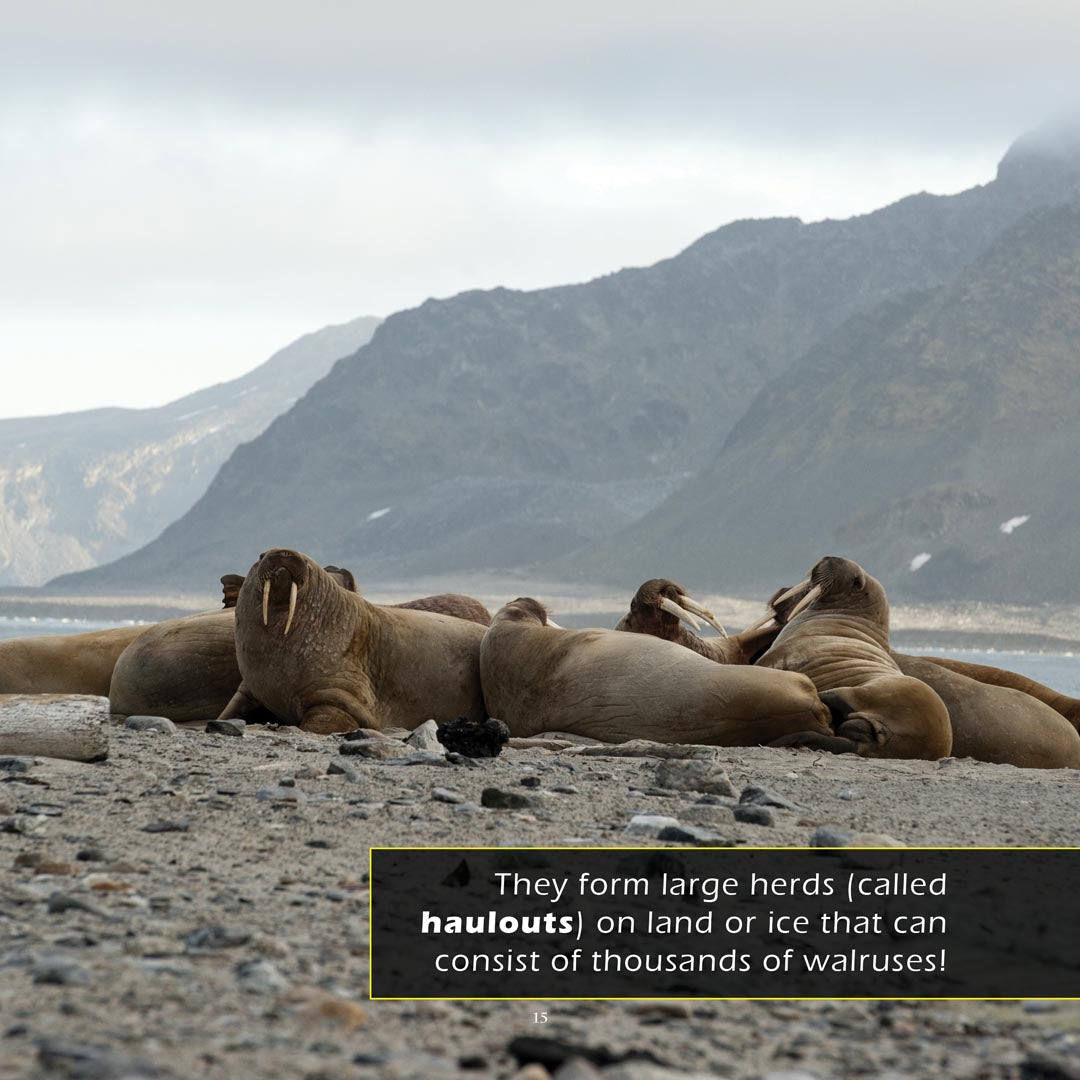 Walruses! A My Incredible World Picture Book for Children