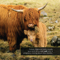 Highland Cows! A My Incredible World Picture Book for Children