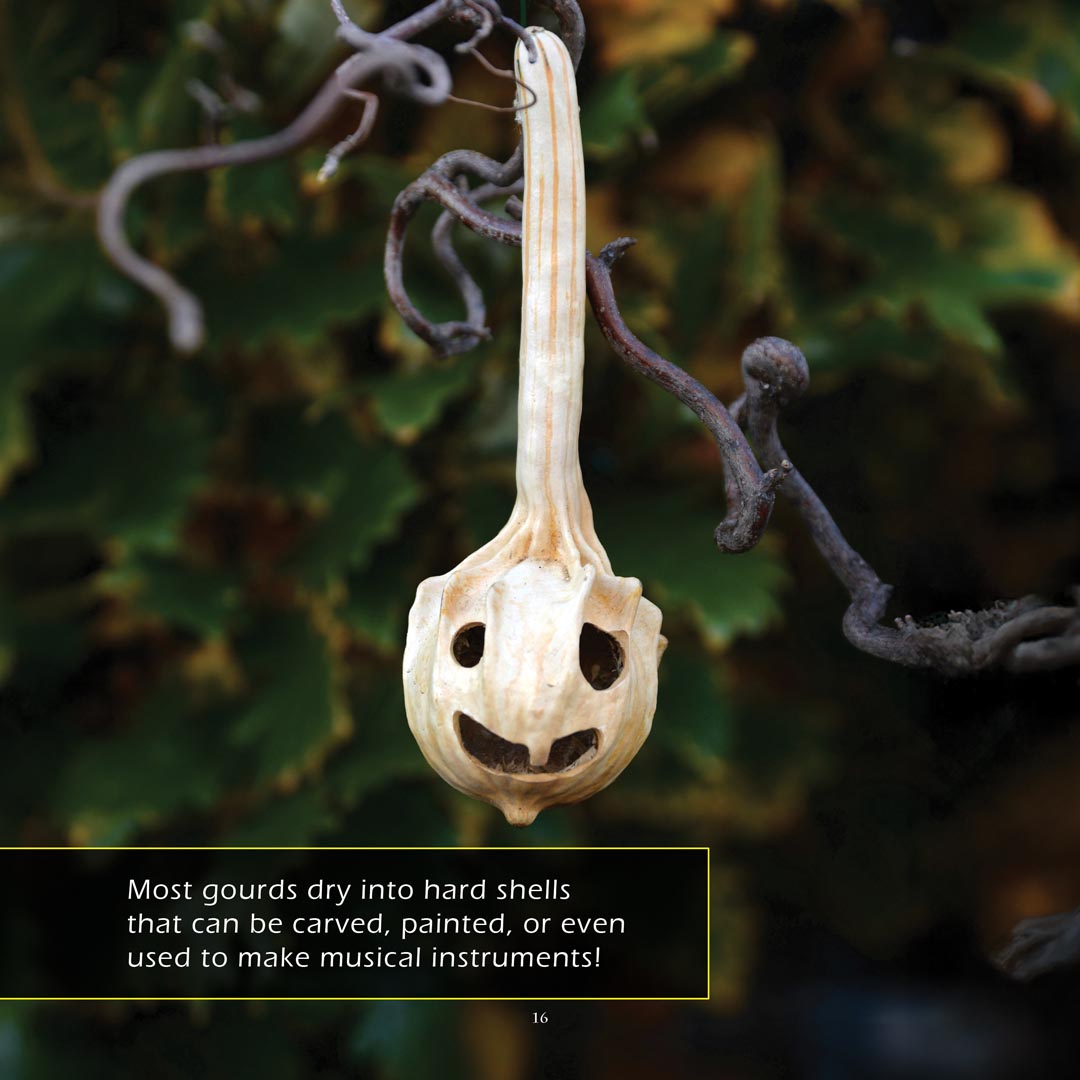 Gourds! A My Incredible World Picture Book for Children