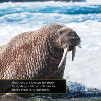 Walruses! A My Incredible World Picture Book for Children