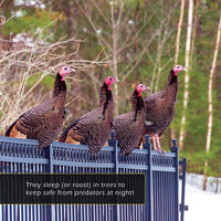 Turkeys! Classroom 10-Pack