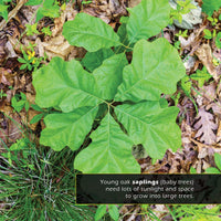 Oak Trees and Acorns! A My Incredible World Picture Book for Children