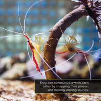 Shrimp! Classroom 10-Pack