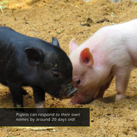 Pigs! A My Incredible World Picture Book for Children