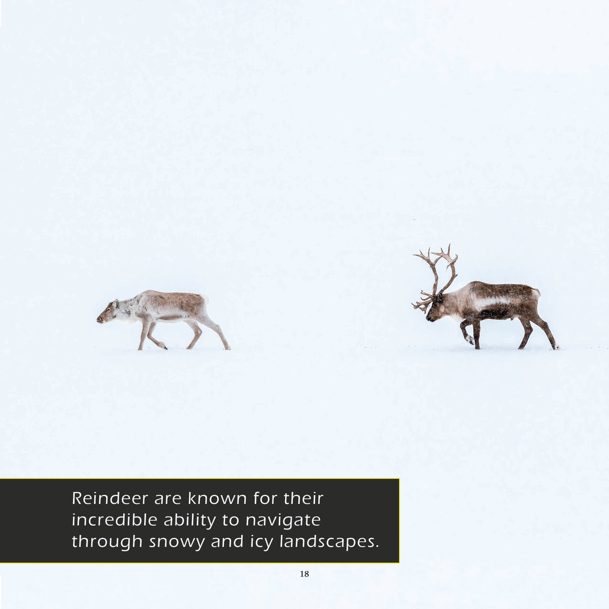 Reindeer! A My Incredible World Picture Book for Children