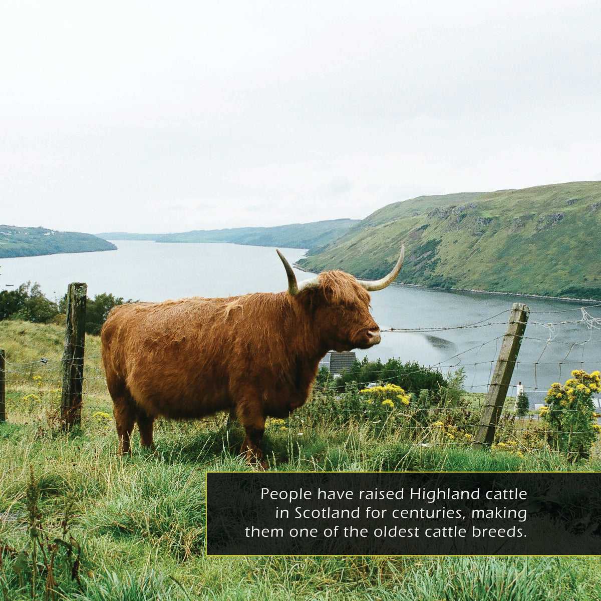 Highland Cows! A My Incredible World Picture Book for Children