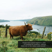 Highland Cows! A My Incredible World Picture Book for Children