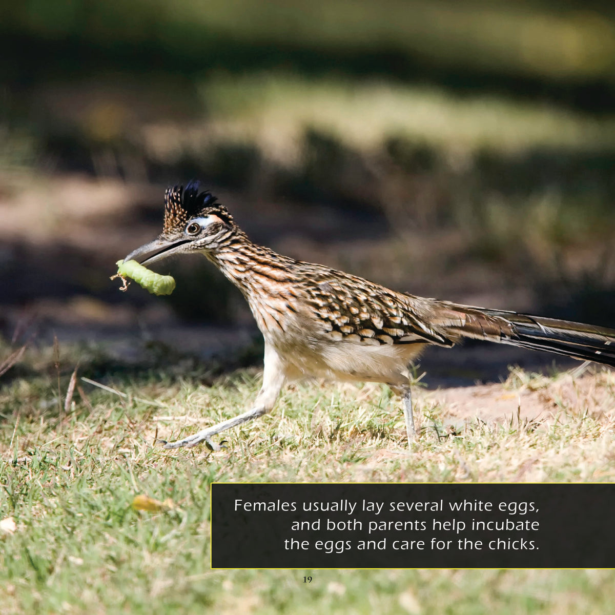 Roadrunners! A My Incredible World Picture Book for Children