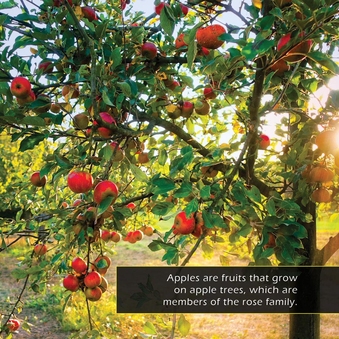 Apples! Classroom 10-Pack