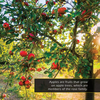 Apples! Classroom 10-Pack