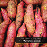 Sweet Potatoes! A My Incredible World Picture Book for Children