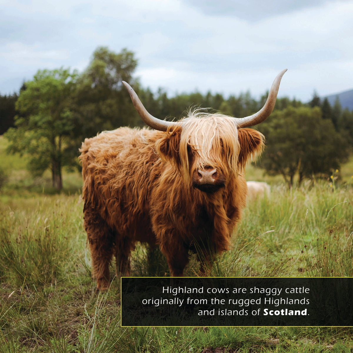 Highland Cows! A My Incredible World Picture Book for Children