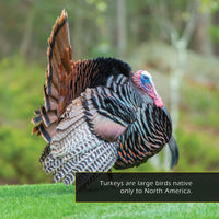 Turkeys! Classroom 10-Pack