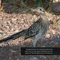Roadrunners! A My Incredible World Picture Book for Children