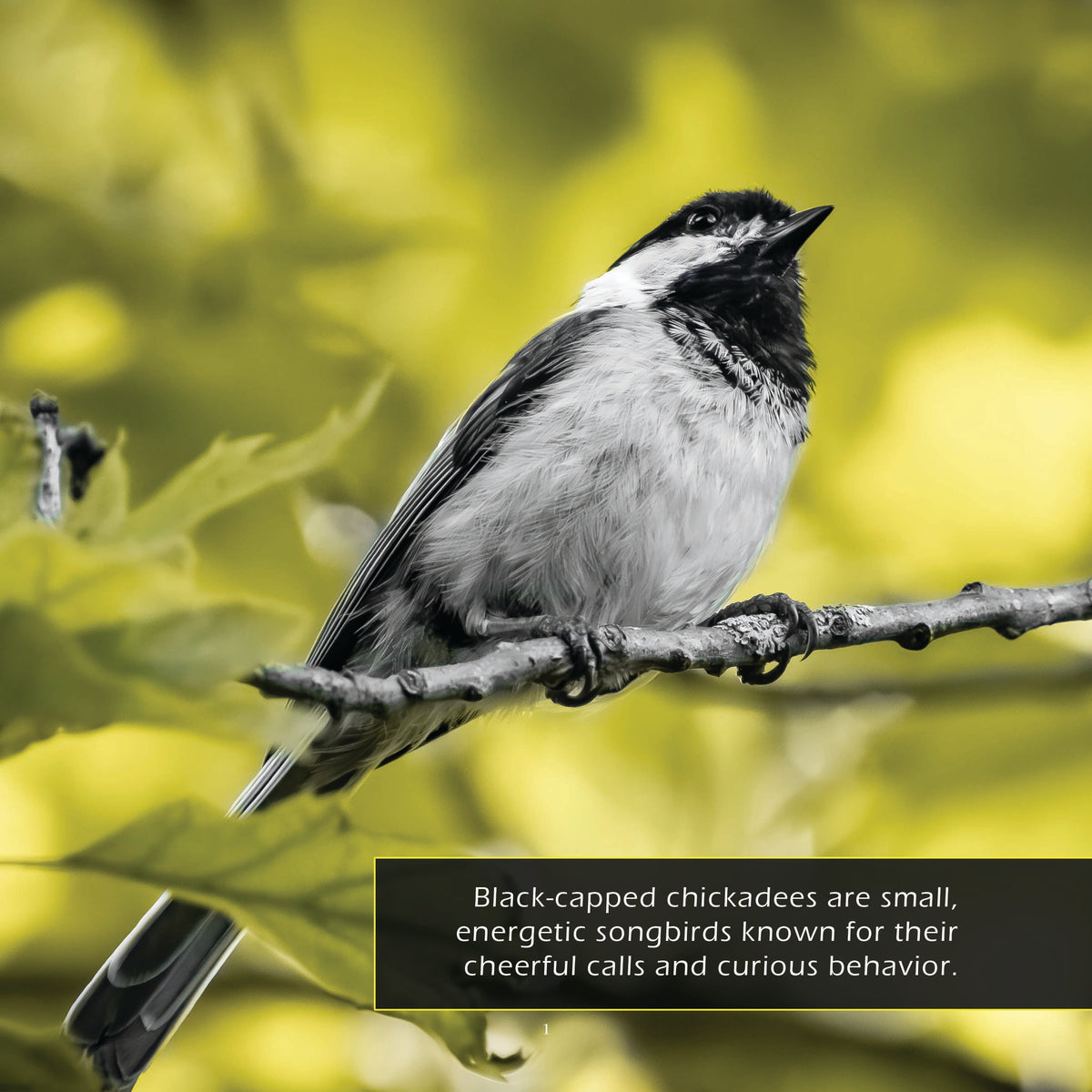 Black-Capped Chickadees Classroom 10-Pack