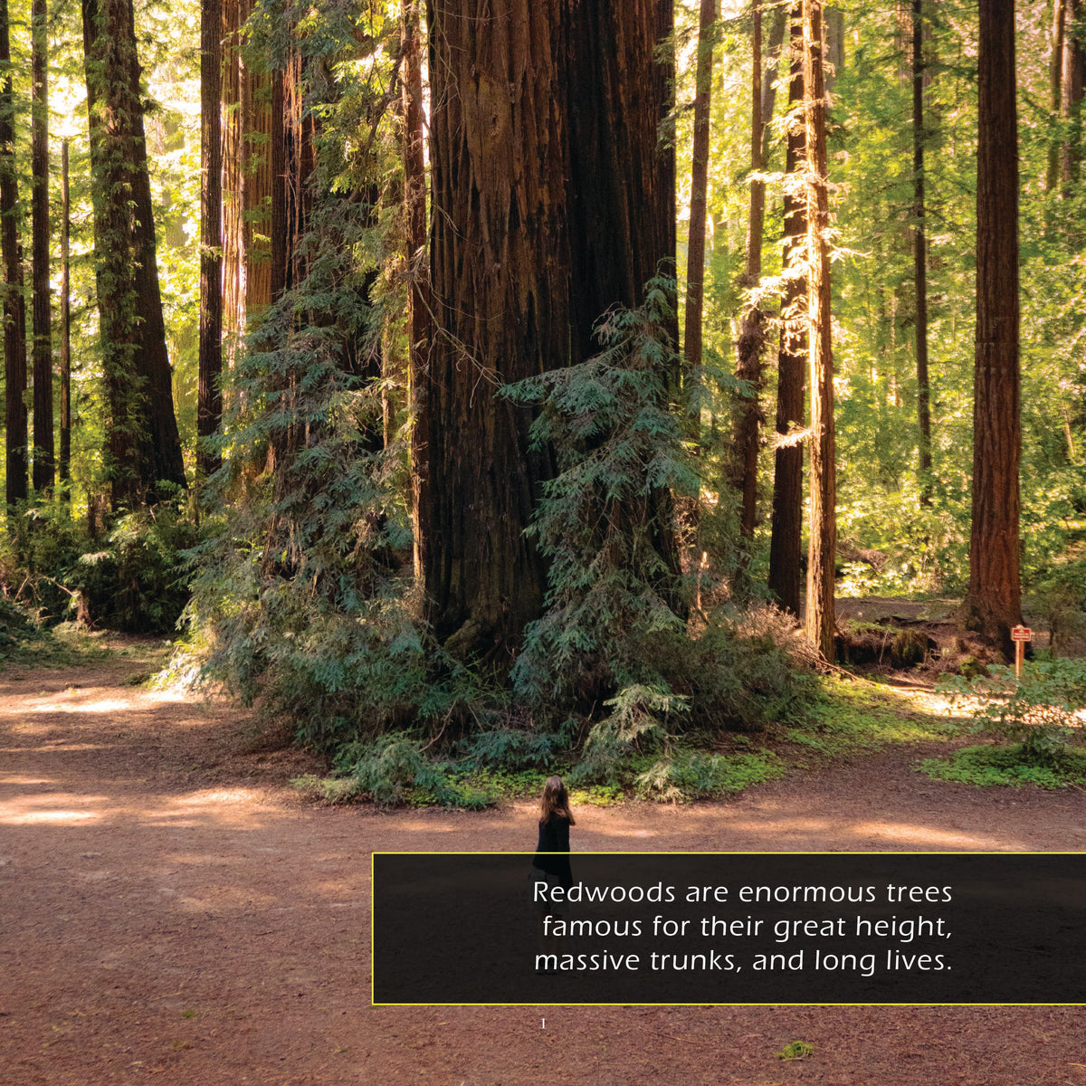 A sunlit forest scene with tall redwood trees, a dirt path, and a black text box at the bottom with white text reading: 'Redwoods are enormous trees famous for their great height, massive trunks, and long lives.'.