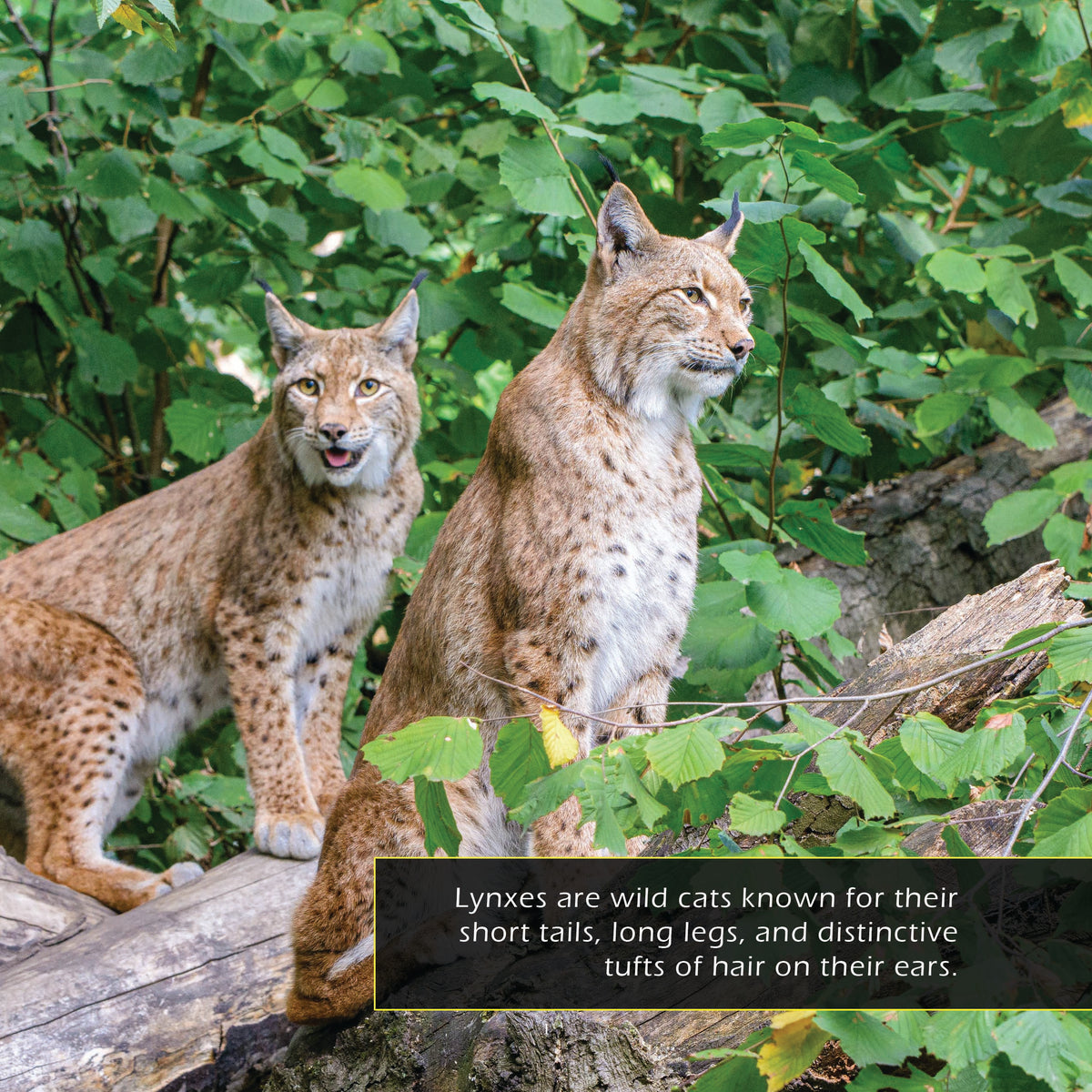 Lynxes! A My Incredible World Picture Book for Children