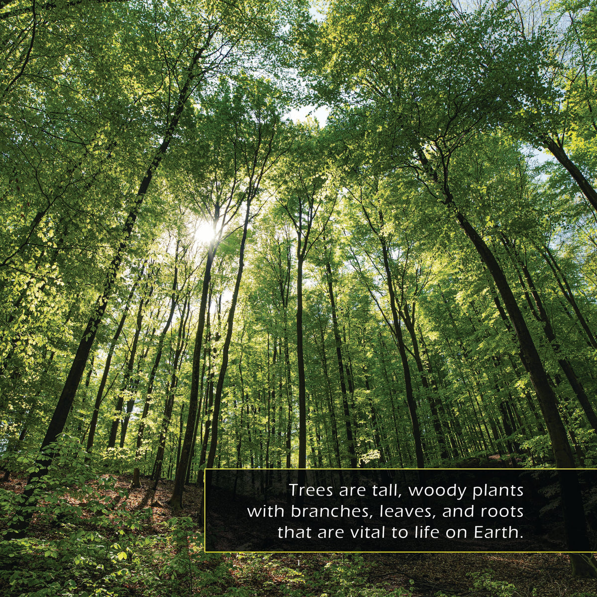 Trees! Classroom 10-Pack