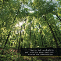 Trees! Classroom 10-Pack