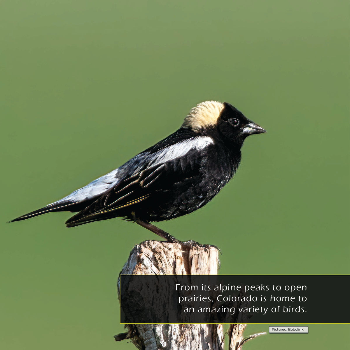 Birds of Colorado! A My Incredible World Picture Book for Children