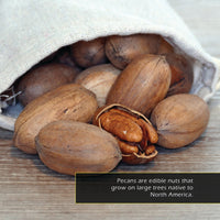 Pecans! A My Incredible World Picture Book for Children