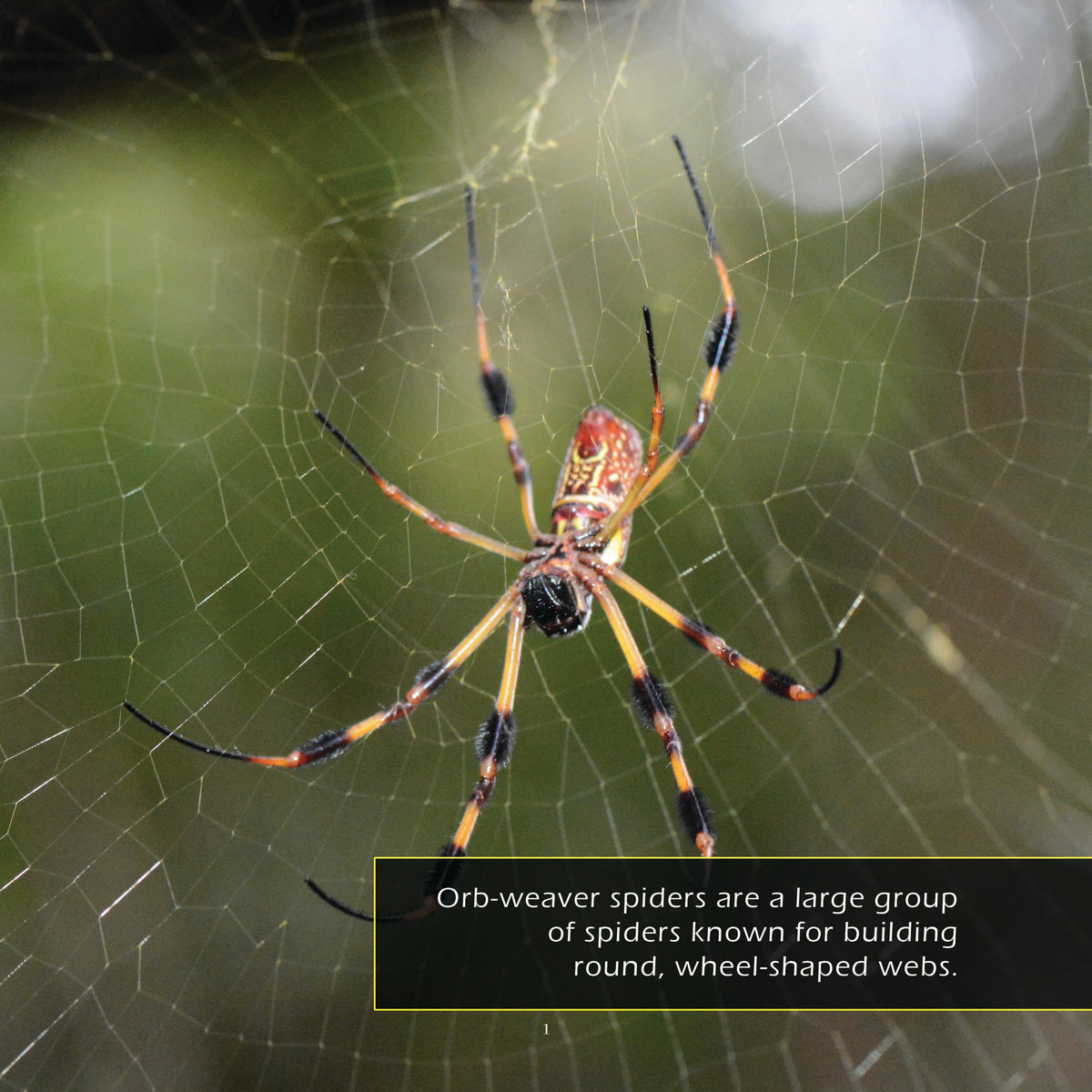 Orb-Weaver Spiders! A My Incredible World Picture Book for Children
