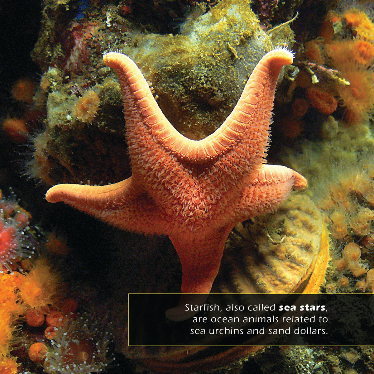 Starfish! A My Incredible World Picture Book for Children