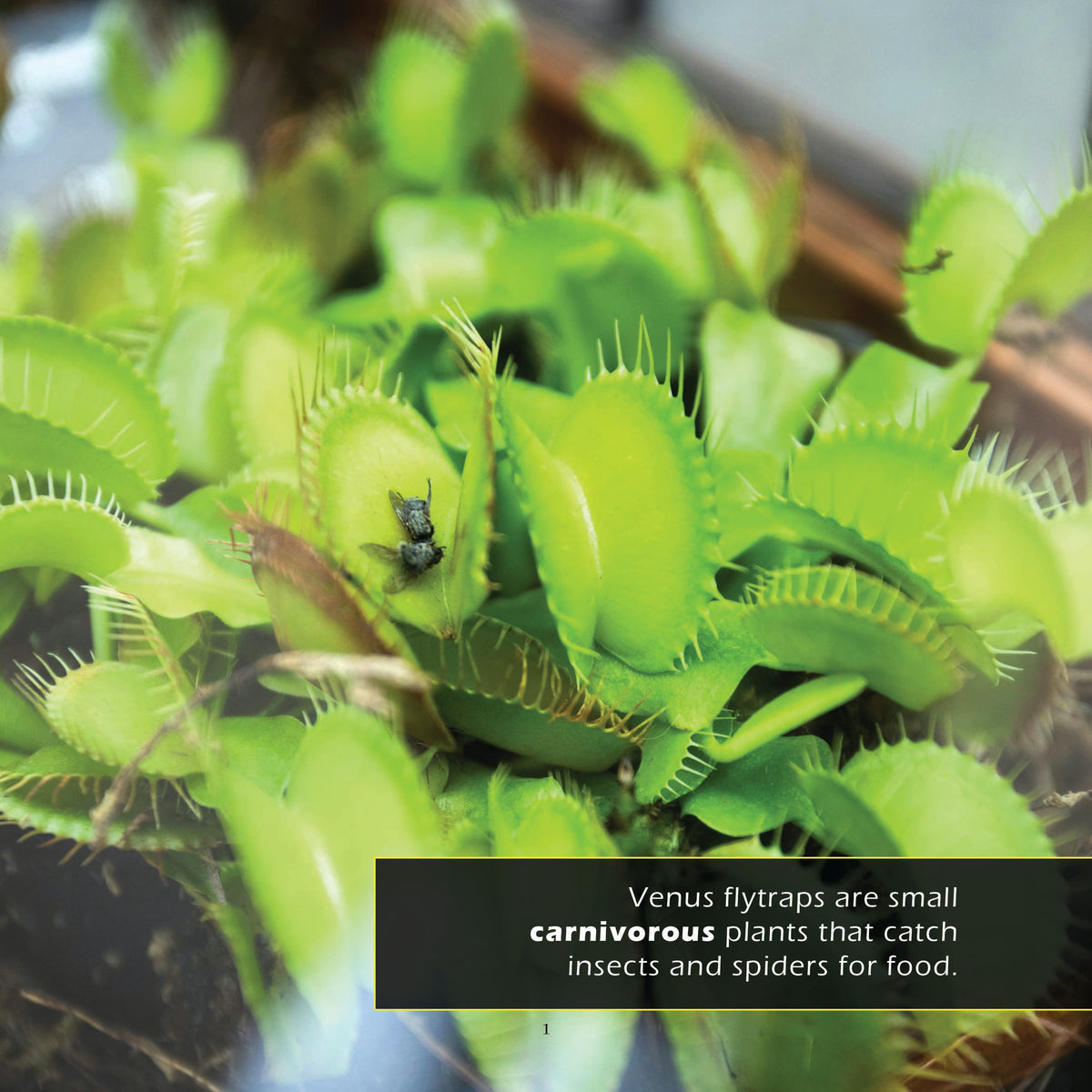 Venus Flytraps! A My Incredible World Picture Book for Children