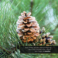 Pine Cones! A My Incredible World Picture Book for Children