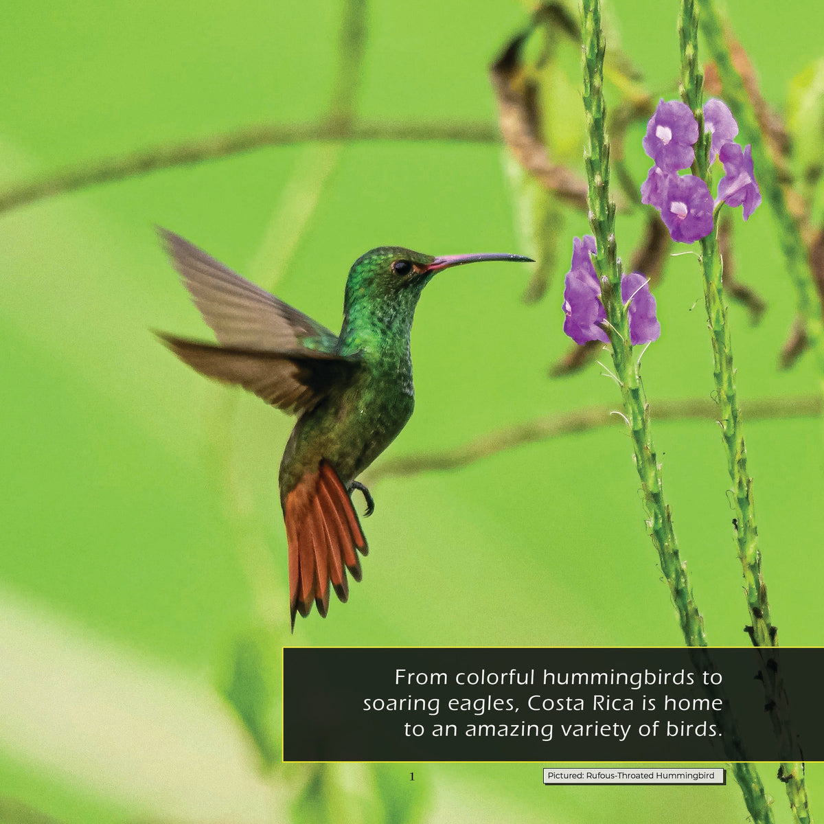 Birds of Costa Rica! A My Incredible World Picture Book for Children