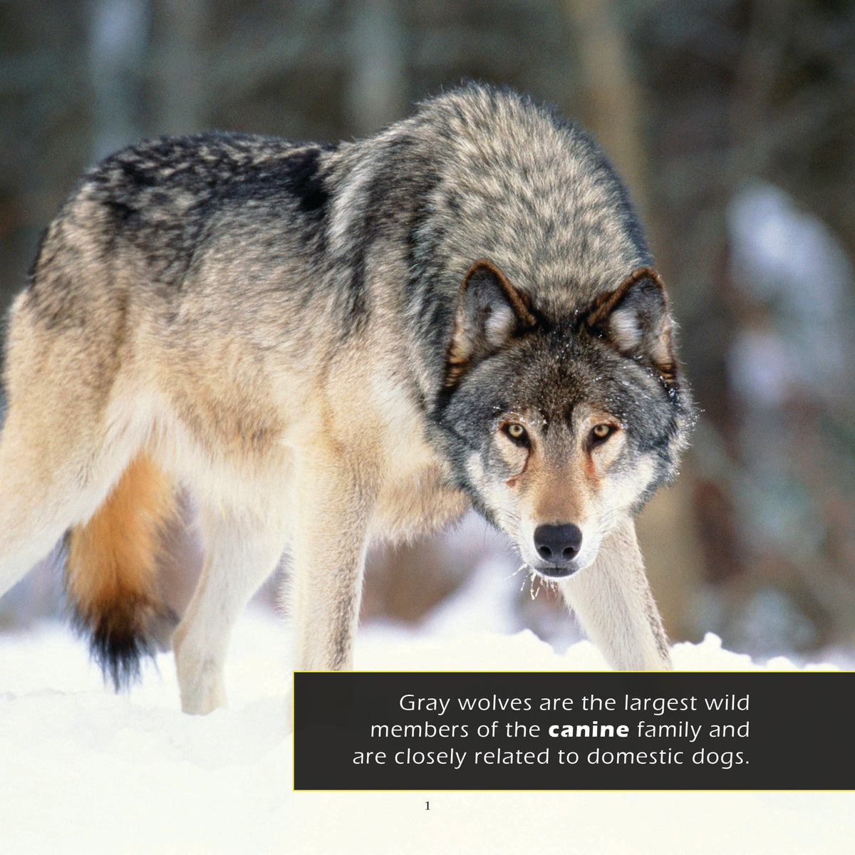 Gray Wolves! A My Incredible World Picture Book for Children