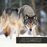 Gray Wolves! A My Incredible World Picture Book for Children