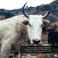 Yaks! A My Incredible World Picture Book for Children