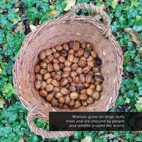 Walnuts! Classroom 10-Pack