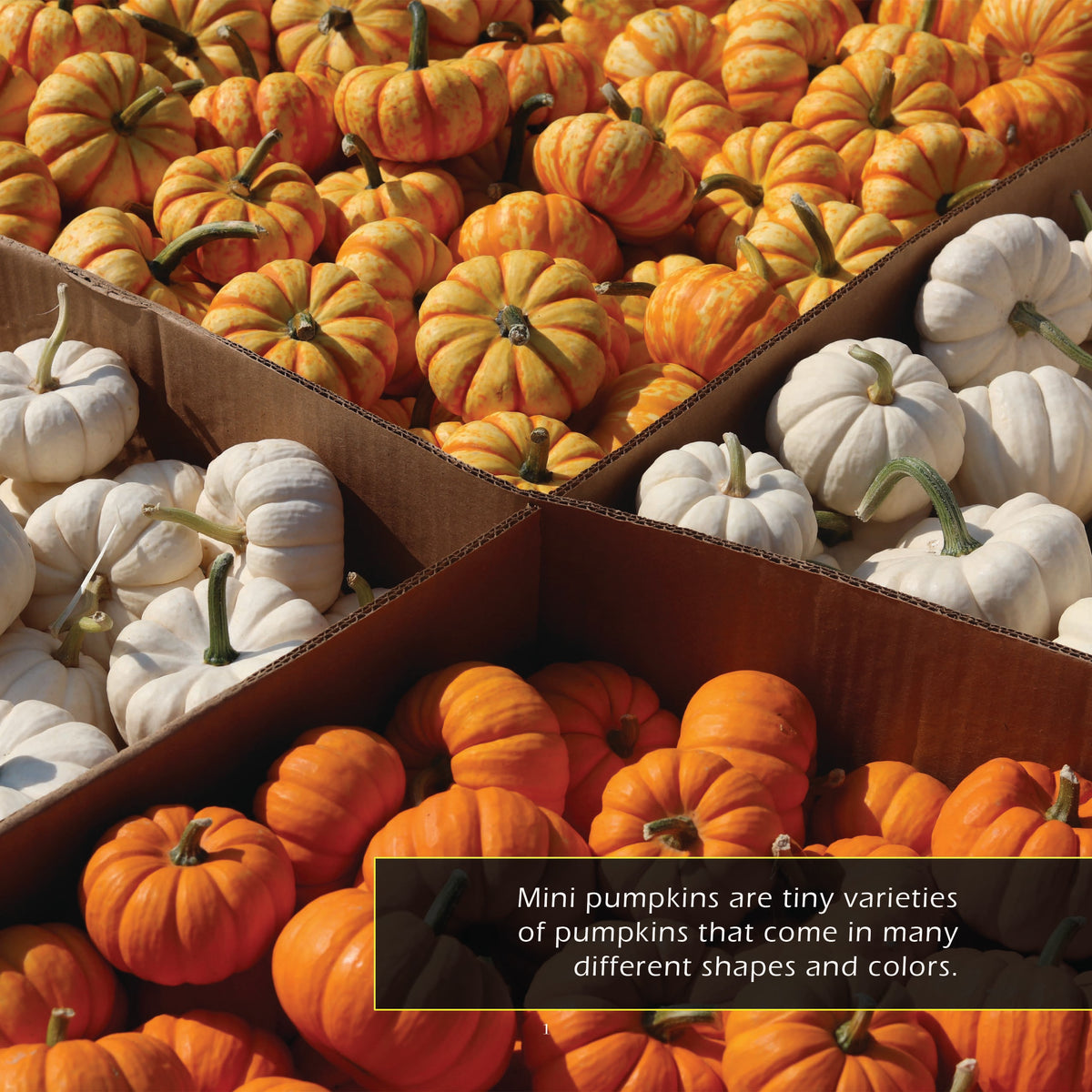 Mini Pumpkins! A My Incredible World Picture Book for Children