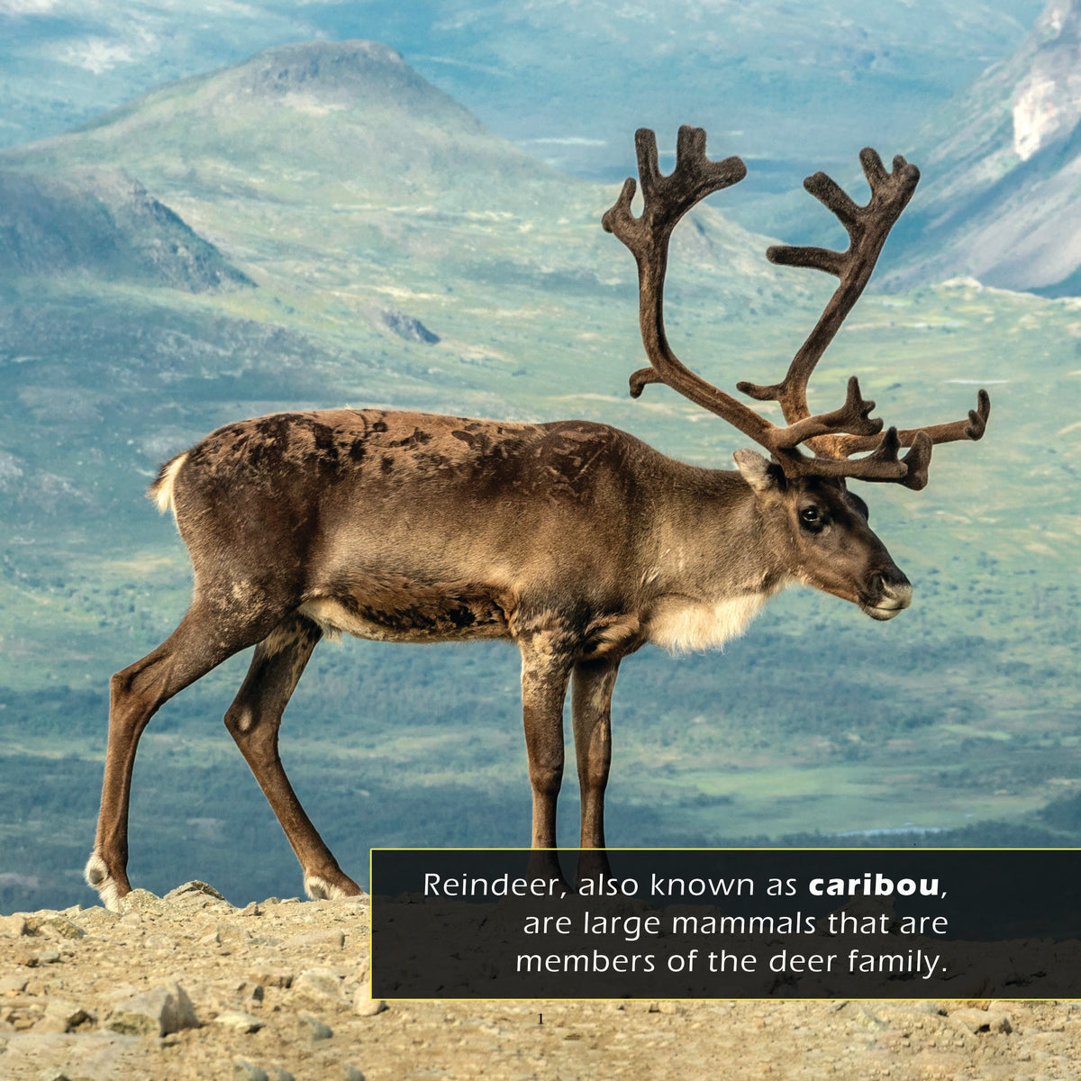 Reindeer! Classroom 10-Pack