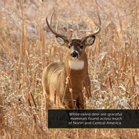 White-Tailed Deer! A My Incredible World Picture Book for Children