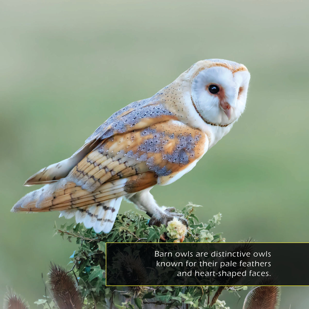 Barn Owls! A My Incredible World Picture Book for Children
