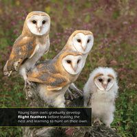 Barn Owls! A My Incredible World Picture Book for Children
