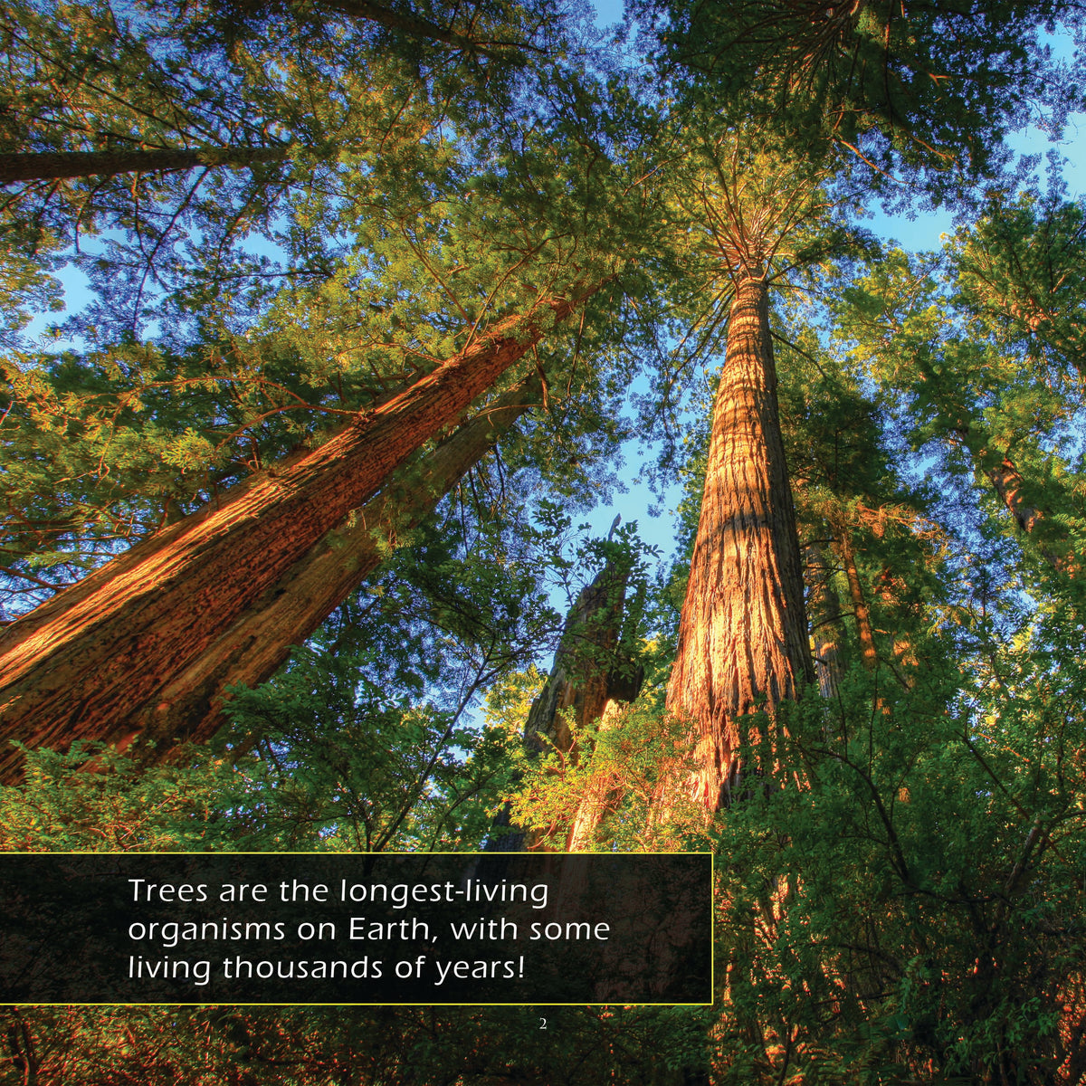 Trees! Classroom 10-Pack