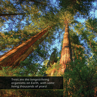 Trees! Classroom 10-Pack