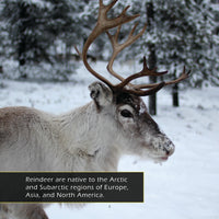 Reindeer! Classroom 10-Pack