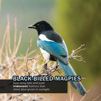 Birds of Colorado! A My Incredible World Picture Book for Children